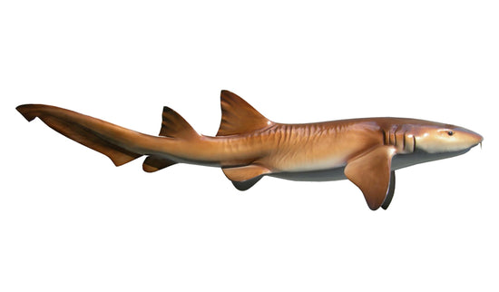 49-INCH NURSE SHARK