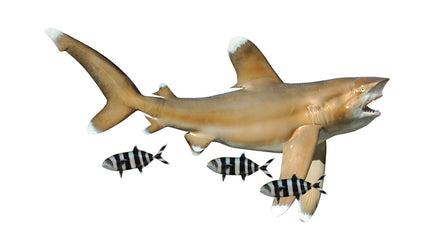 62-INCH OCEANIC WHITETIP SHARK