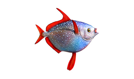 31-INCH OPAH