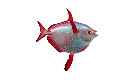 37-INCH OPAH