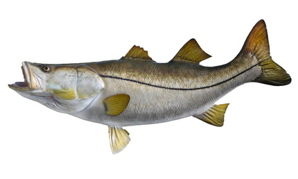 48-INCH PACIFIC BLACK SNOOK