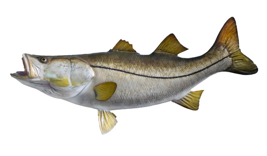 48-INCH PACIFIC BLACK SNOOK