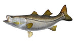 48-Inch Pacific Black Snook Fish Mount | King Sailfish Mounts