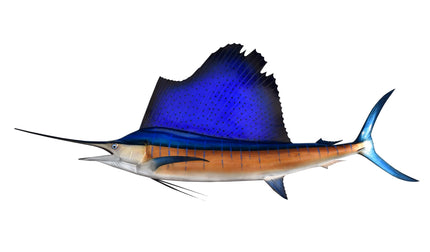 111-INCH PACIFIC SAILFISH