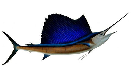 121-INCH PACIFIC SAILFISH