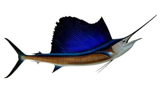 121-INCH PACIFIC SAILFISH