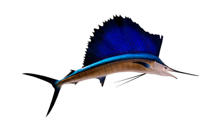 78-INCH PACIFIC SAILFISH