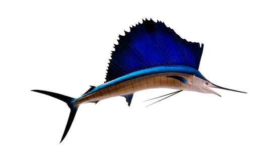 78-INCH PACIFIC SAILFISH