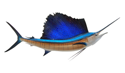 89-INCH PACIFIC SAILFISH