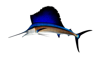 95-INCH PACIFIC SAILFISH