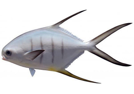Collection image for: PALOMETA