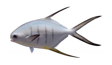 15-INCH PALOMETA
