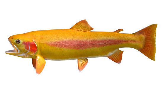 20-INCH PALOMINO TROUT