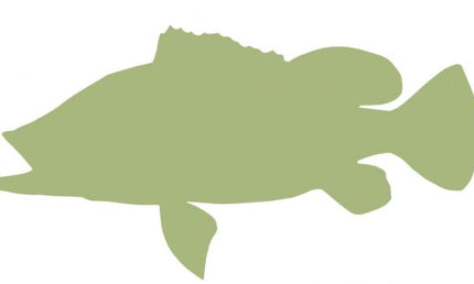 20-INCH PEACOCK BASS BLANK, ECONOMICAL