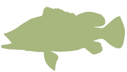 20-INCH PEACOCK BASS BLANK, ECONOMICAL