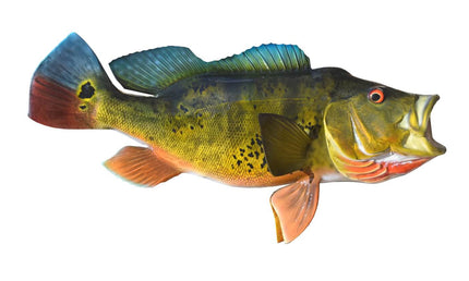 19-INCH PEACOCK BASS (R)