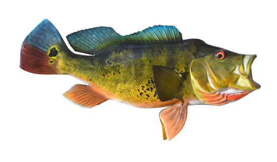 19-INCH PEACOCK BASS (R)