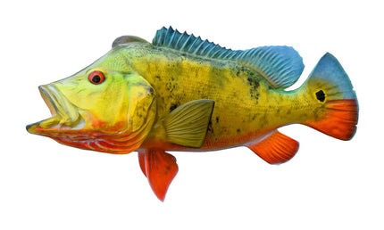 20.5-INCH PEACOCK BASS