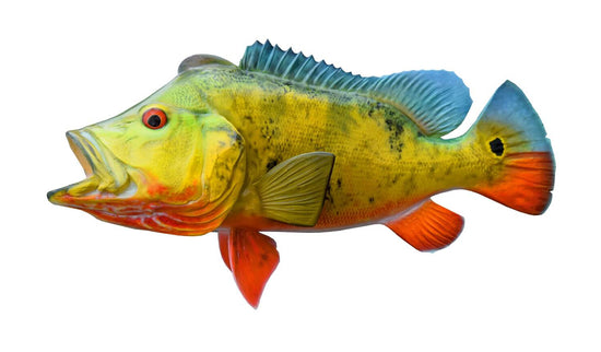20.5-INCH PEACOCK BASS