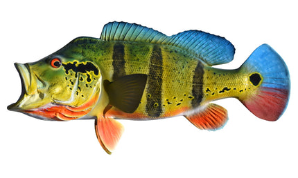 20-INCH PEACOCK BASS (L)