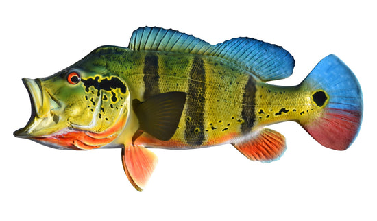 20-INCH PEACOCK BASS (L)