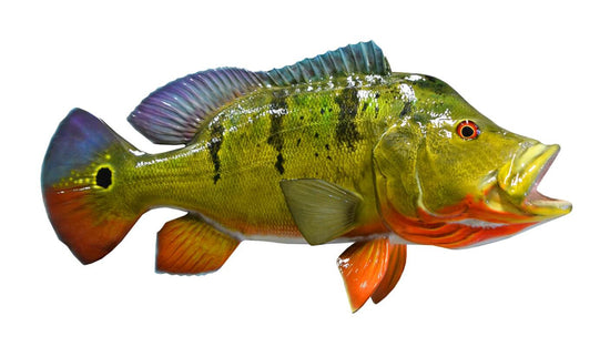22-INCH PEACOCK BASS