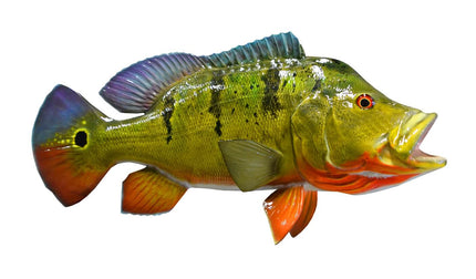 22-INCH PEACOCK BASS