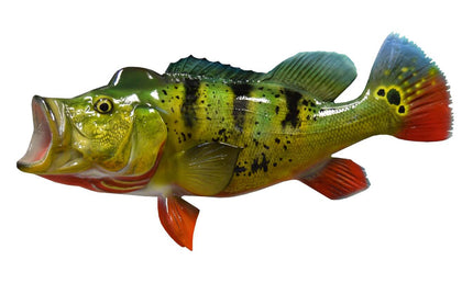 23-INCH PEACOCK BASS