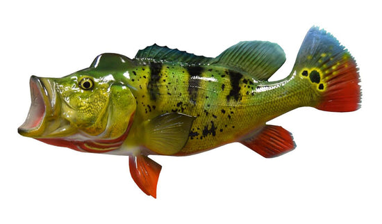 23-INCH PEACOCK BASS
