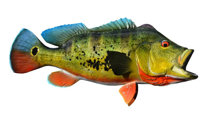 24-INCH PEACOCK BASS