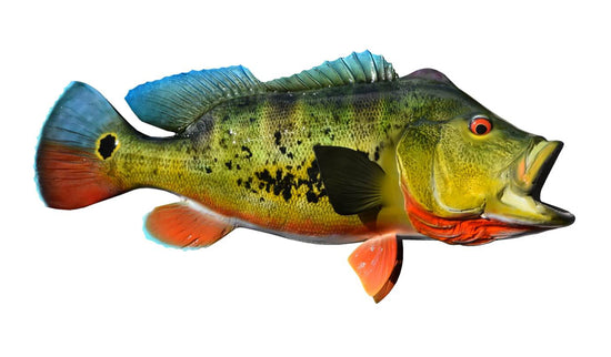 24-INCH PEACOCK BASS