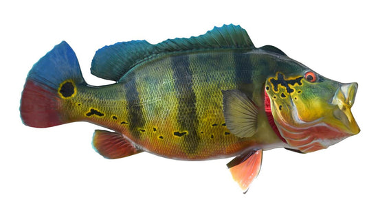 25-INCH PEACOCK BASS