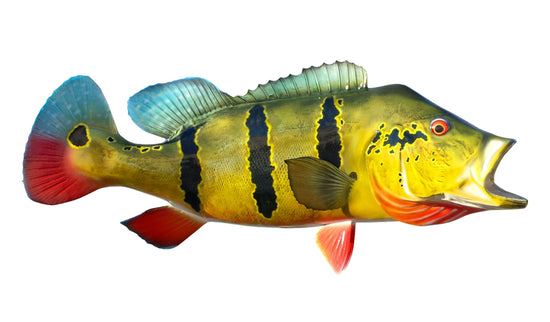 29-INCH PEACOCK BASS