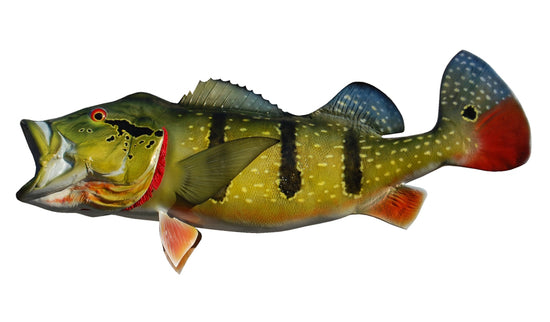32-INCH PEACOCK BASS