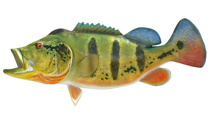 33-INCH PEACOCK BASS