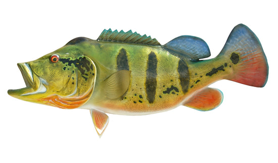 33-INCH PEACOCK BASS