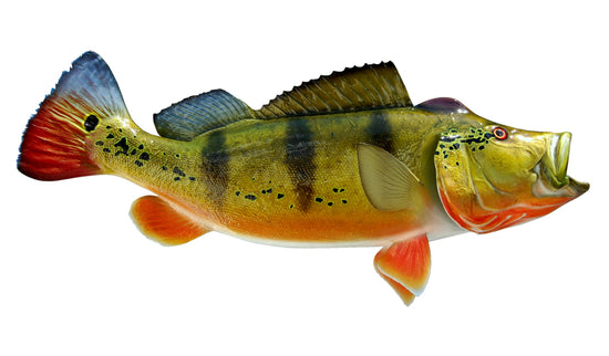 34-INCH PEACOCK BASS