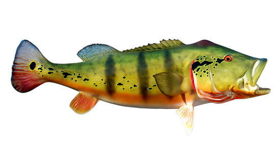 38-INCH PEACOCK BASS