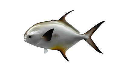25-INCH PERMIT