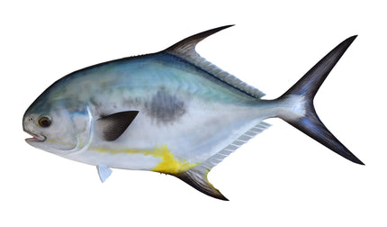30-INCH PERMIT (2)