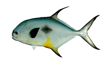 34-INCH PERMIT