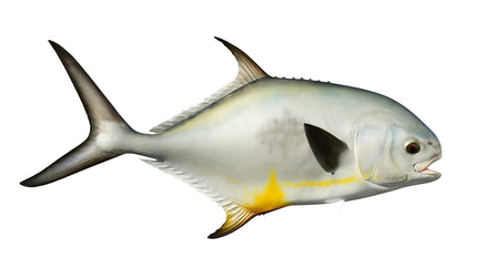 35-INCH PERMIT