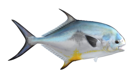 37-INCH PERMIT