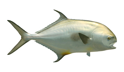 40-INCH PERMIT