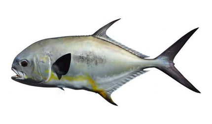 42-INCH PERMIT