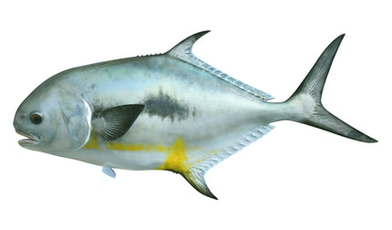 44-INCH PERMIT