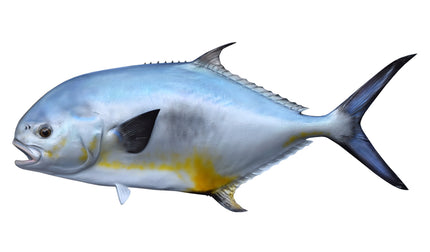 47-INCH PERMIT