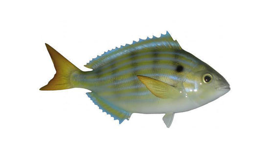 7-INCH PINFISH BAITFISH MOUNT (R)