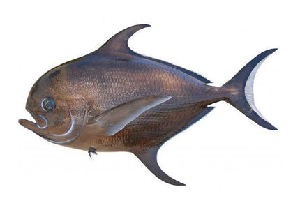 Collection image for: POMFRET