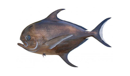 Pomfret Fish Mounts  King Sailfish Mounts